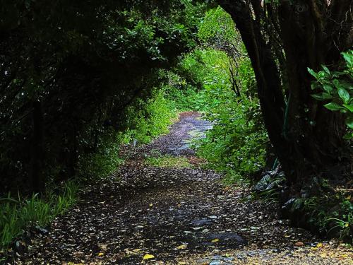 Cornwall path