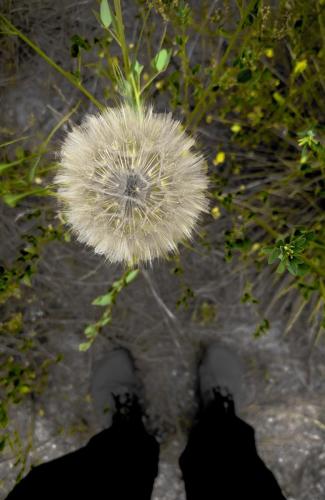 Self portrait with dandelion 1